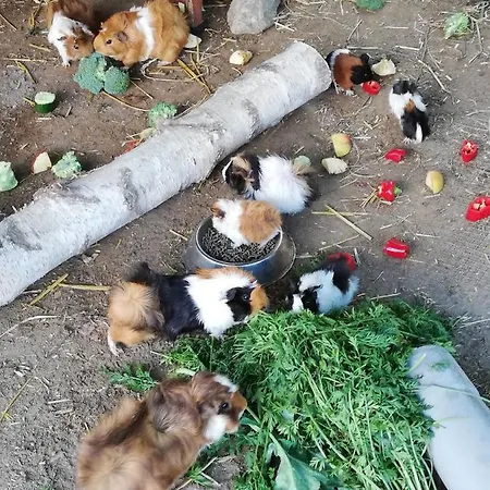 Kruegerhof Luebbersdorf *